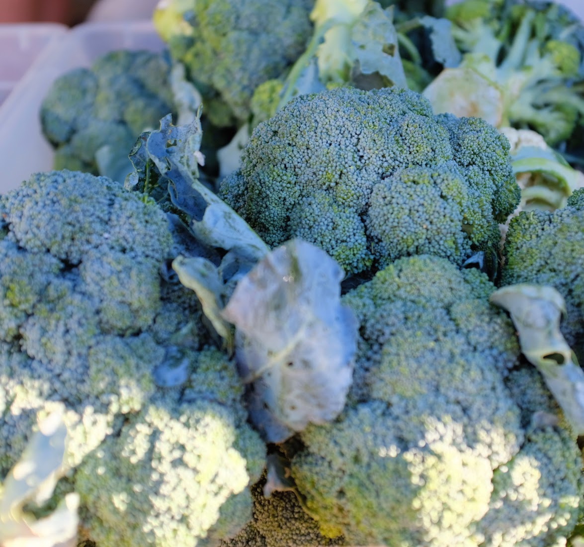 Broccoli