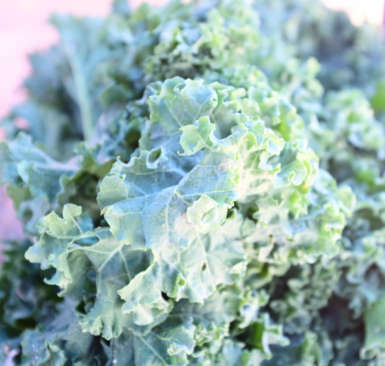 Kale