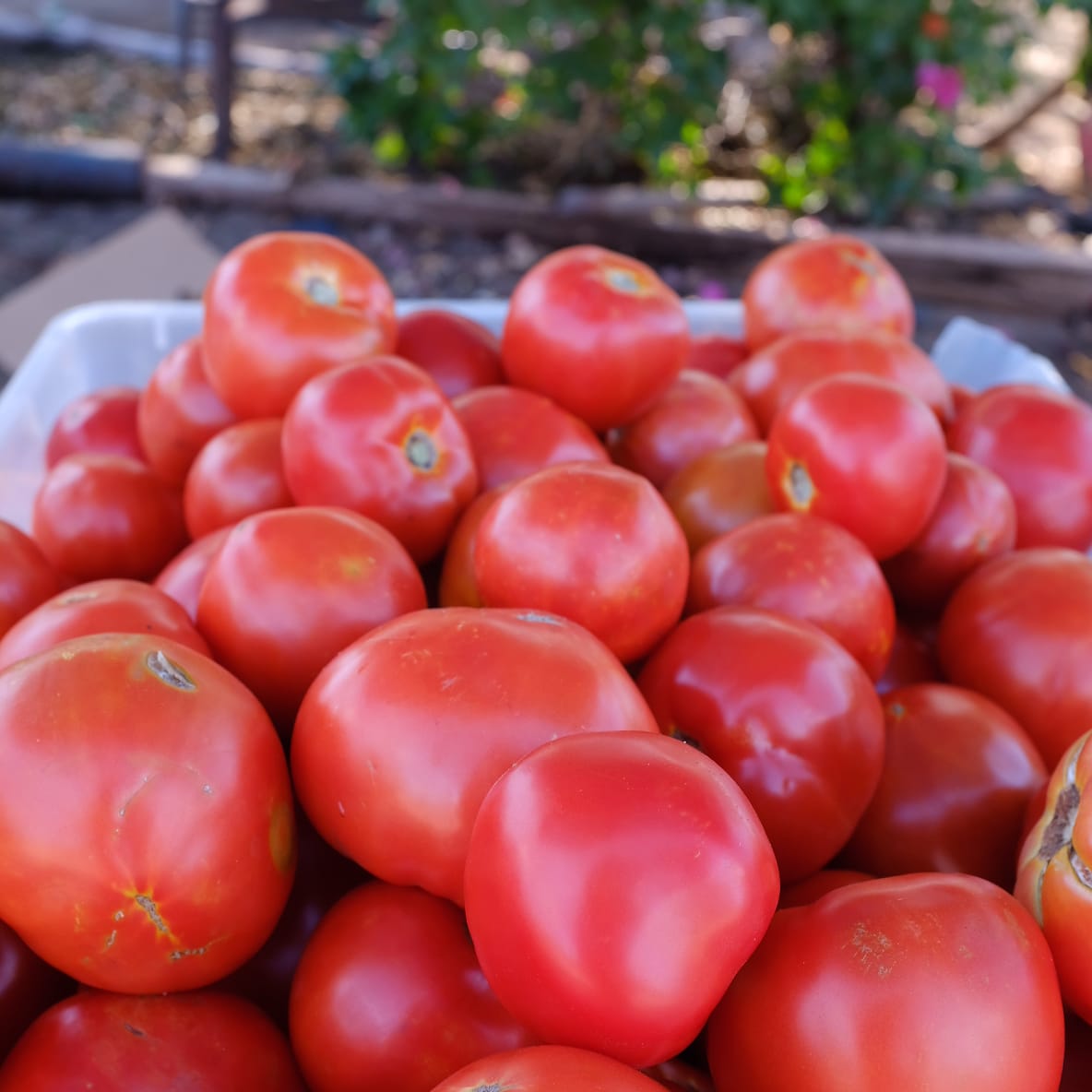 Tomato